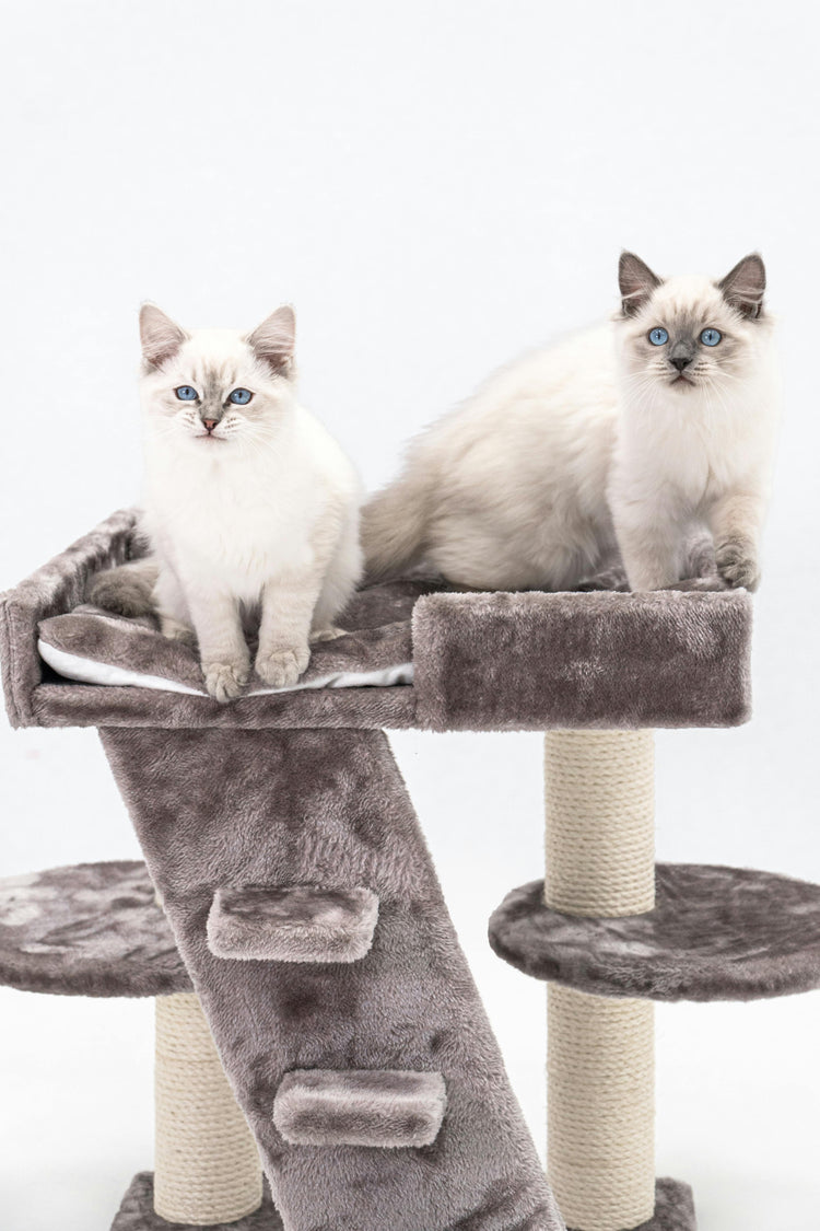 Cat Beds & Furniture